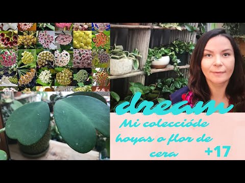 Vídeo: Hiedra De Cera De Hoya