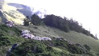 1010512合歡東峰半山腰玉山杜鵑.MTS
