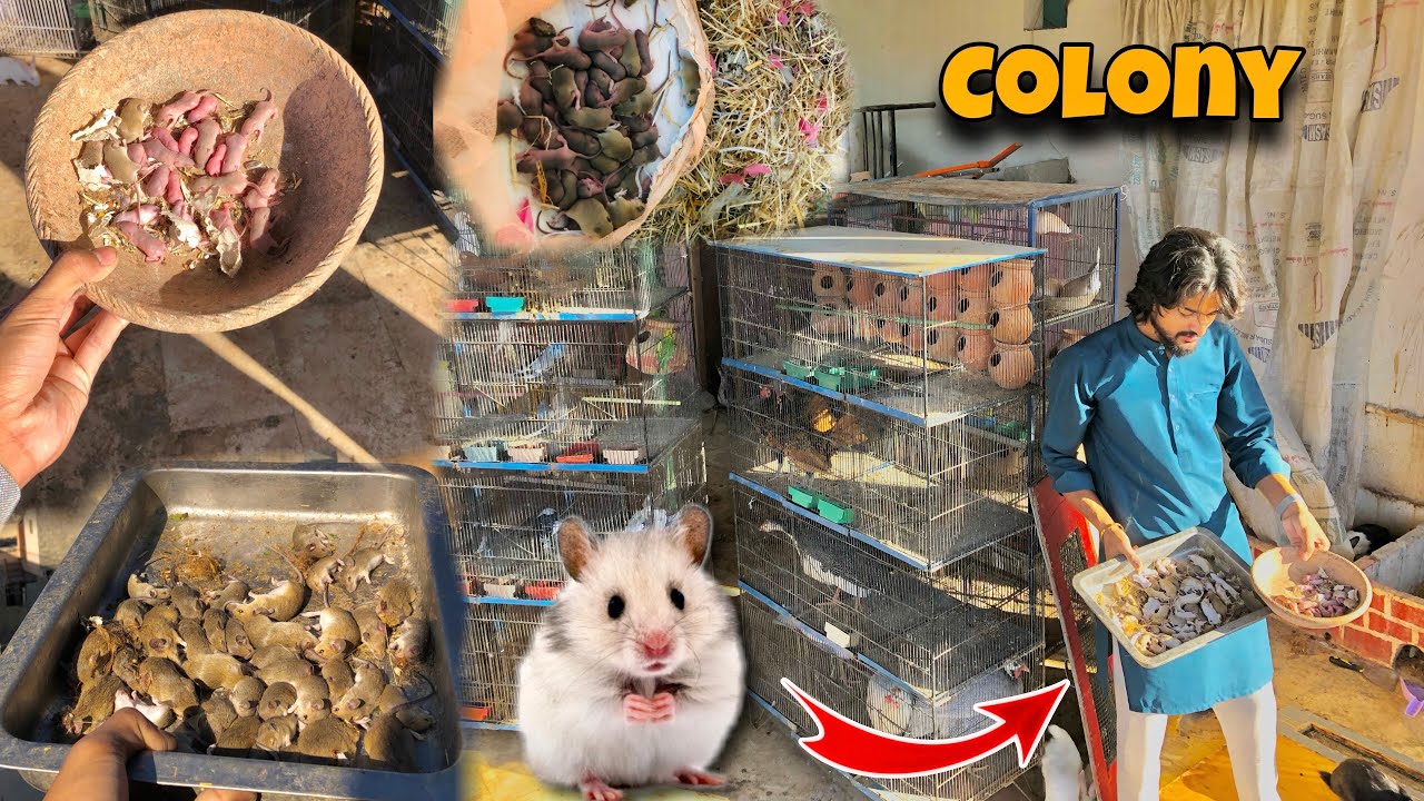 Local Hamsters Ne Bache Diye😨 Ye To Puri Colony He😱 Hamsters Babies🐀