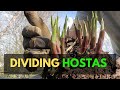 How to Divide Hostas, Best Time to Divide Hostas and Other Planting Tips