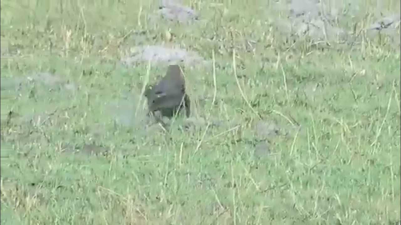 Monitor Lizard running YouTube
