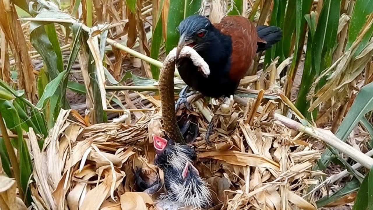 Greater Coucal birds are apparently mating with a snake that is in a nest with its young.