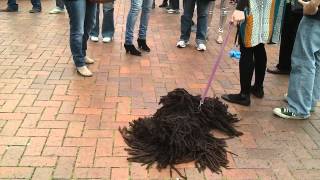 Awesome mop dog