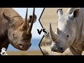 Black rhino vs white rhino  who would win in a fight