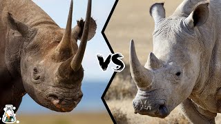 Black Rhino vs White Rhino  Who Would Win In A Fight?