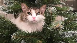 Кошка на ёлке - декабрь 2018