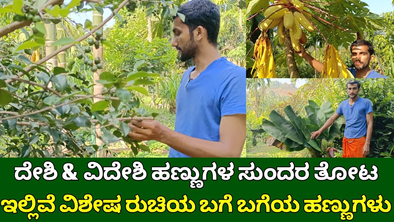 ದೇಶಿ & ವಿದೇಶಿ ಹಣ್ಣುಗಳ ಸುಂದರ ತೋಟ | ವಿಶೇಷ ರುಚಿಯ ಬಗೆ ಬಗೆಯ ಹಣ್ಣುಗಳು | exotic fruit farming in karnataka