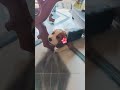 Sir ek photo 📷😝#dog #funny #shortvideo #pets #trending #beagle #youtubeshorts #cute #viral #shorts
