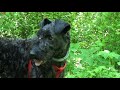 Kerry Blue Terrier (12 months): energy and jumping / Керри блю терьер: энергия и прыгучесть