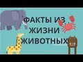 ФАКТЫ ИЗ ЖИЗНИ ЖИВОТНЫХ,  КОТОРЫЕ УДИВЯТ ВАС!