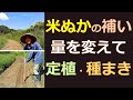 米ぬか　補いの量を変えて「種まき」と「定植」しました！
