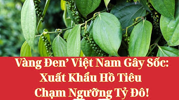Vàng Đen’ Việt Nam Gây Sốc: Xuất Khẩu Hồ Tiêu Chạm Ngưỡng Tỷ Đô!
