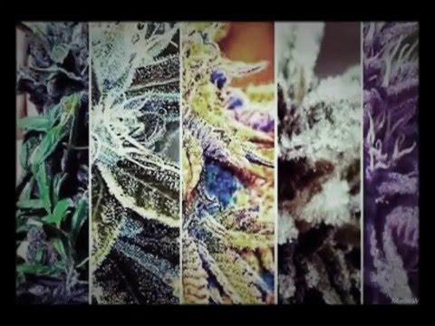 💀🍁Wow Crew 🍁💀