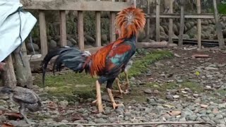 Rooster & Hen Farm Animal Renewal Part 12