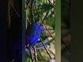 Sky Ke Musafir: A Beautiful Poem#shorts #shortvideo #viral