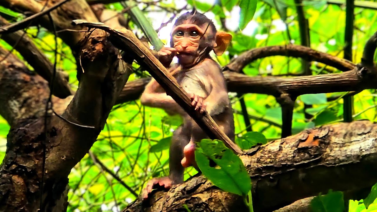 A cute little monkey sits in a tree, acting like nothing happened