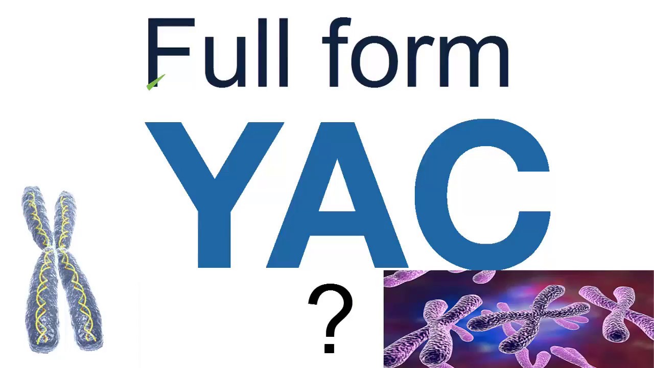 YAC Full Form Name YouTube