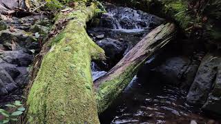Boost Your Productivity with River Flow and Soft Birdsong screenshot 5