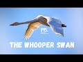 The Whooper Swan. Wildlife Photography