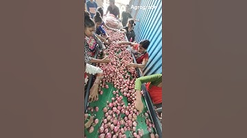 Amazing Onion Grading Machine @Agrograde