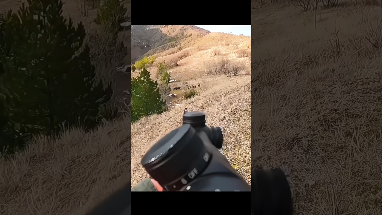 охота на стаю диких кабанов.