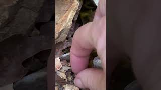 Crinoid Fossil, In Dry Creek Bed, Found On Nature Walk