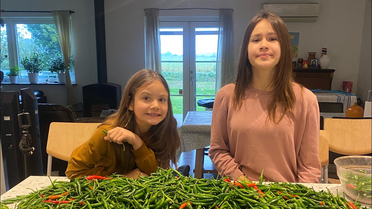 เก็บพริกรอบสอบสองได้10 กิโล #ปลูกพริกที่เดนมาร์ค