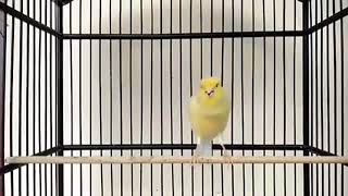 the most powerful canary song for baby bird training