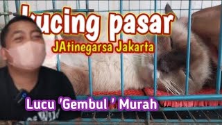 Just found out about the Jatinegara Cat Market ❗This Persian Cat's Price