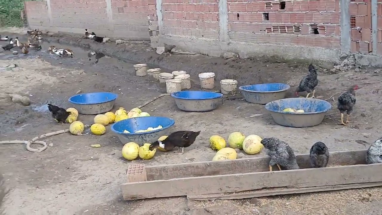 Kazlarim kavun keyfi🪿🪿🪿🪿🪿