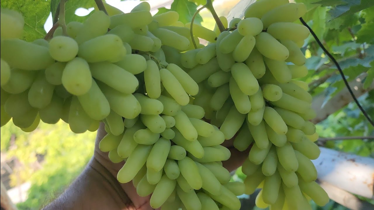 Мана Сиз Кутган Кишмиш  Ломбаржини Узуми.Куриб Кузларинг Кувнайди