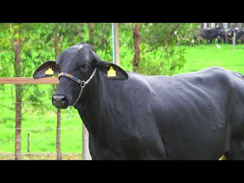 LOTE 185   GAUCHA FIV PENZA SANTA LUZIA   3737CP