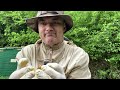 Проверка Нуклеусов Отводков Видео про пчёл
