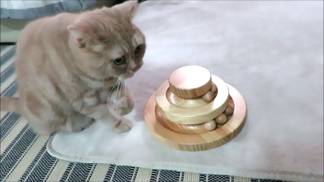 木製のボールオモチャで遊ぶ猫 Youtube