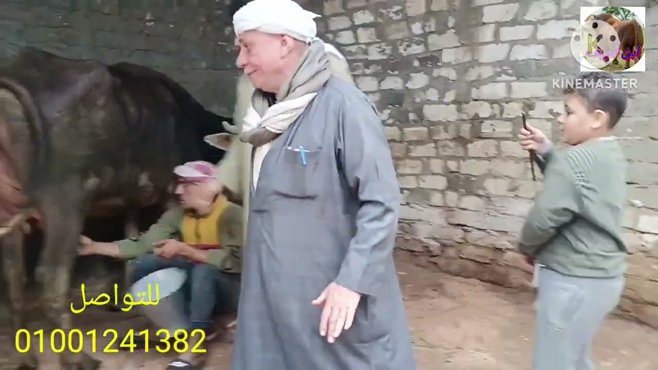 اقوى عروض الجاموس الوالد من داخل مزرعة الحج واصف الحارون 