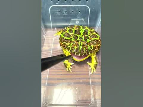 Angry Pacman Frog Screaming#shorts - YouTube