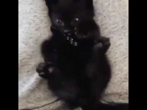 Kitten Discovers It Has Feet Youtube Kitten Discovers It Has Feet Youtube