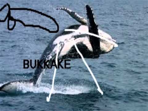 Whale Sex Video 10