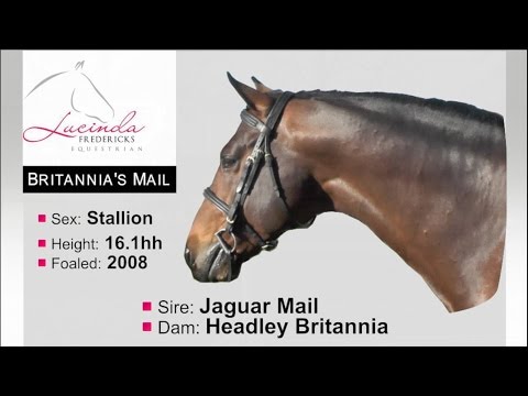 Britannia's Mail: Eventing Stallion