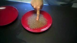 Magic Pepper Trick