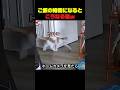 ご飯の時間だけ見られる可愛い瞬間 #猫 #猫動画 #猫の反応 #可愛い猫 #癒し動画