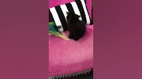 Watch the video about JINX Exotic Short Hair Persian Kitten Black Male Champion Sired