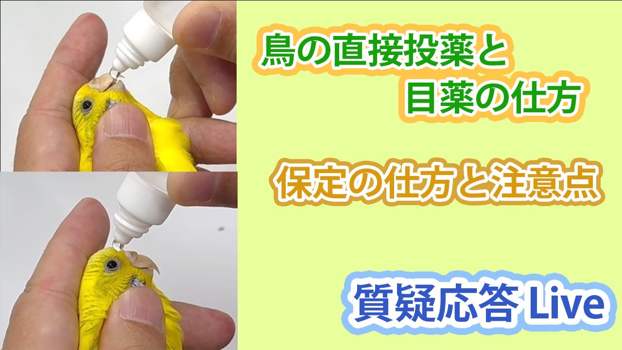 鳥の直接投薬と目薬の仕方 ～ 保定の仕方と注意点～ 【質疑応答ライブ】