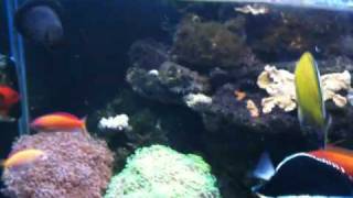 IMG_0091[1].MOV