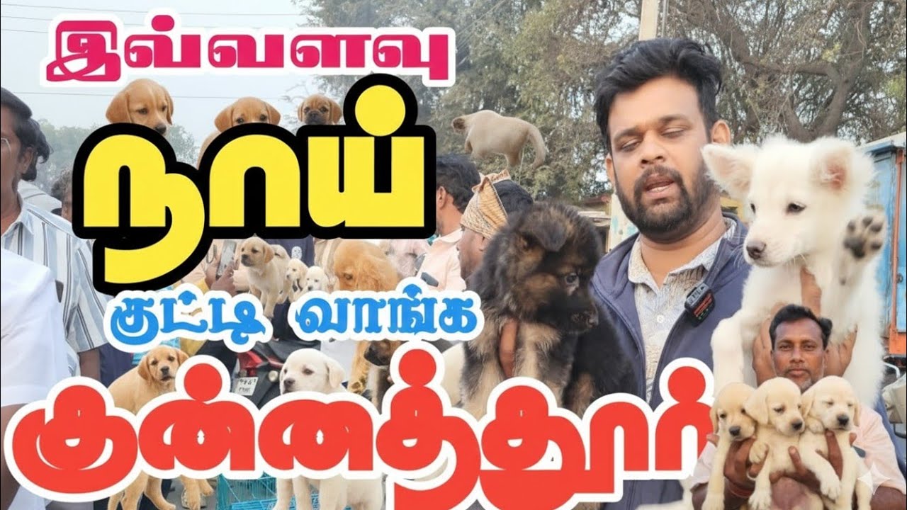 கலையிட்டிய குன்னத்தூர் நாய்க்குட்டி சந்தை நாய் குட்டி விற்பனை#குன்னத்தூர்#dog  