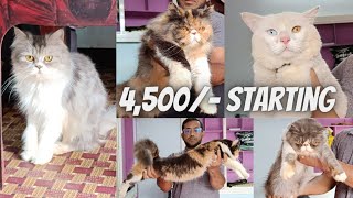 Top Quality Persian Cats Available In Barkas Sala la Contact Number Is