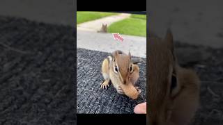 Cute Timid Chippy#chipmunk #squirrel #cuteanimals #リス #シマリス #かわいい動物 #癒し