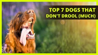 BEST LARGE DOGS THAT DONT DROOL (MUCH) | Top 7 large dog breeds that won't slobber everywhere