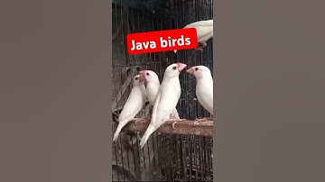 White Java 🐦 birds beautiful #javabirds #java #shorts #viralvideo #trending