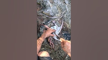 How To Dispatch An Octopus Quickly